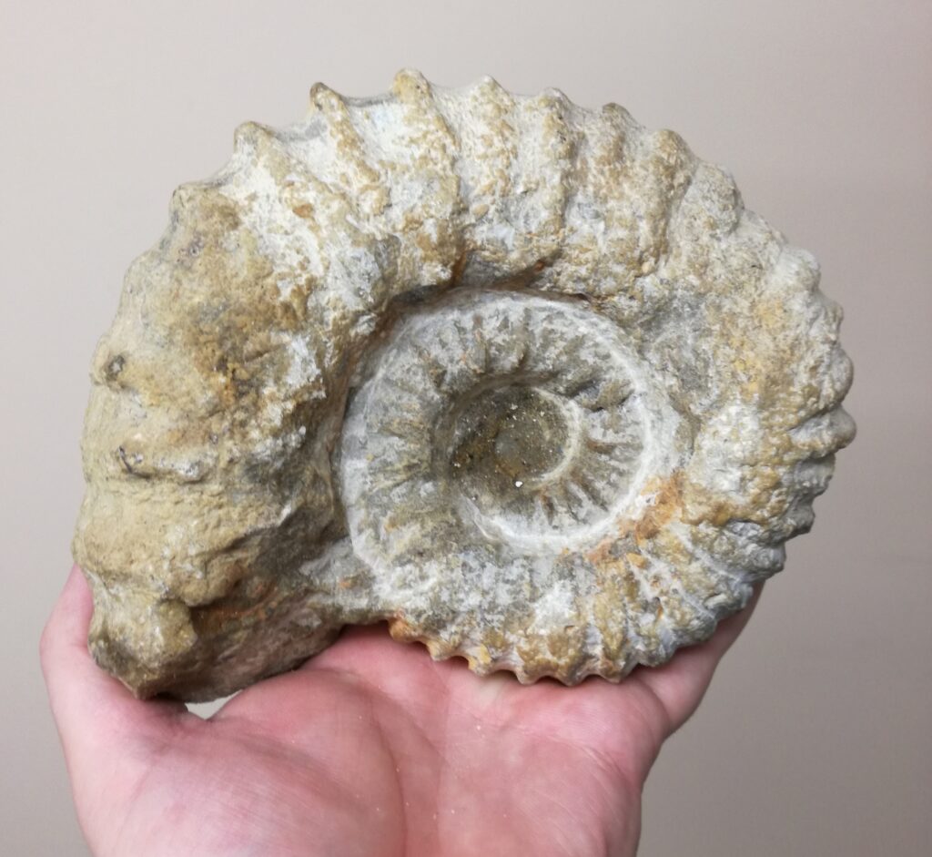 Acanthoceras Ammonite (Natural) - Finest Fossils