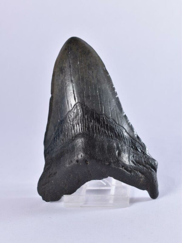 Carcharodon Megalodon Tooth