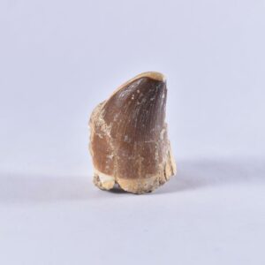 Finest-Fossils-Mosasaur-Mosasaurus-tooth-in-matrix-from-morocco - MTM7 (1)