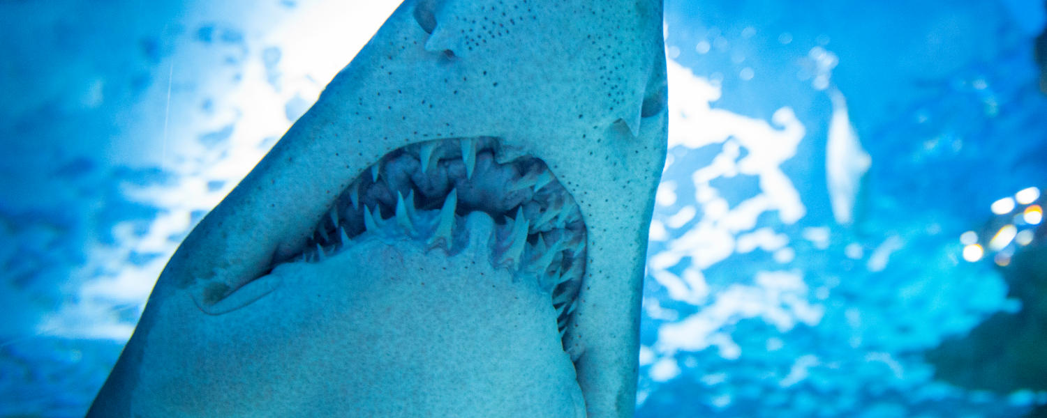 Shark teeth banner